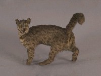 Leopard Cat Collection Image, Figure 3, Total 12 Figures